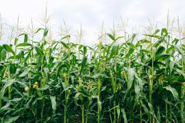 Agriculture